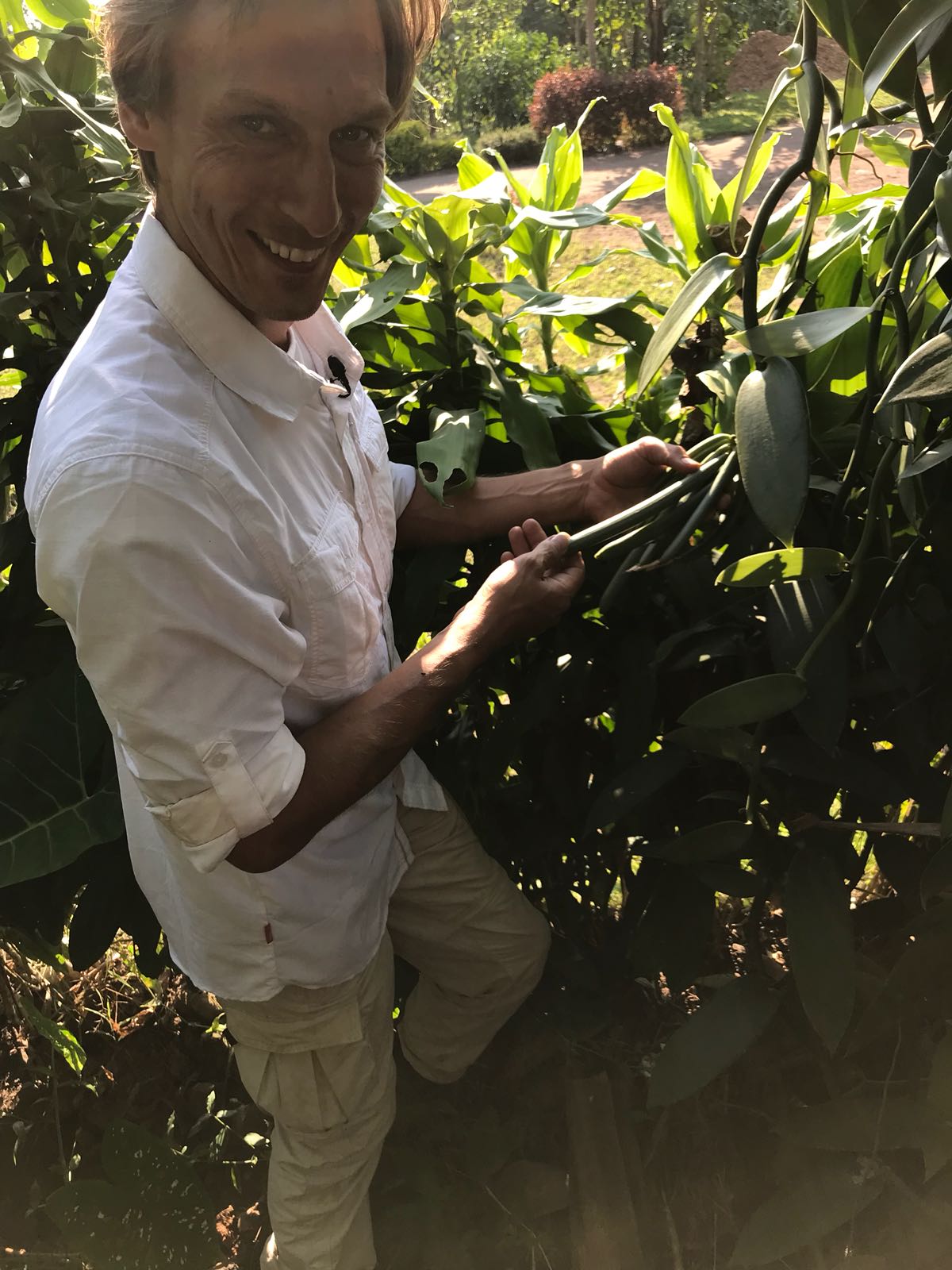 Die Geschichte der Vanille