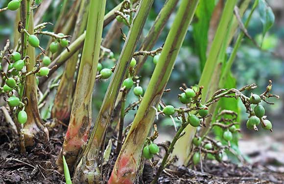Die Kardamom Ernte in Mexico